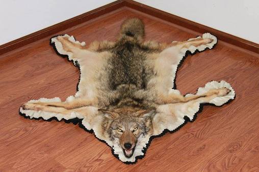 Coyote Rug Blacktail Taxidermy Taxidermist For Flathead Valley Montana
